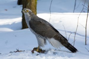 Шесть камчатских видов пополнили Красную Книгу России