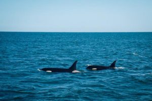 Плотоядную косатку Камчатки занесут в Красную книгу России