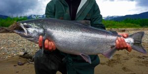 Чавыча на Камчатке станет рыбой для местных, а не для туристов