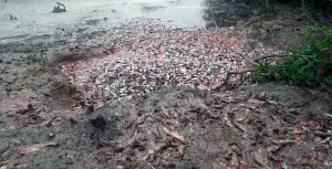 На Камчатке обнаружены еще две крупные свалки рыбы