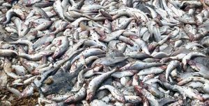 На Камчатке тонны рыбы выбросили в яму около кладбища