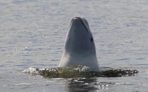 На Камчатке спасенная рыбаками белуха обосновалась возле людей