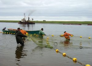 На севере Камчатки из-за недостатка рыбы закрыли лососевую путину