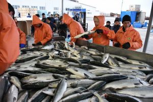 Власти Камчатки объяснили провальную путину ошибкой в прогнозе