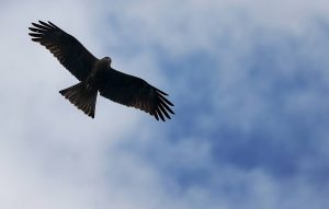 На Камчатке строят первый в России соколиный центр