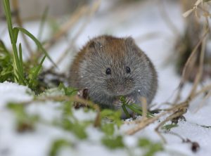 В камчатском заповеднике впервые исследовали полёвок и бурозубок
