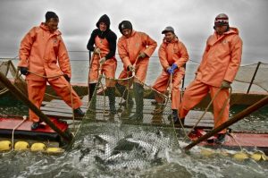 На западном побережье Камчатки завершилась путина-2020