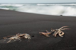 Названы основные причины массовой гибели живности в водоемах Камчатки