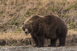 Из-за нехватки рыбы на Курильском озере &laquo;небывалый всплеск каннибализма&raquo;