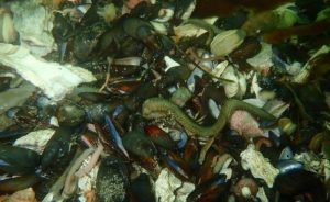 Погибшие на Камчатке морские обитатели умирали не единовременно