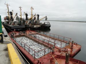 Была ли провальной лососевая путина-2020?