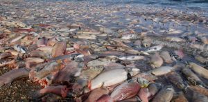 Трагедия реки Камчатки