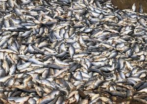 Общественники Камчатки решают проблему рыбных отходов