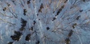 Сезон елок: леса на Камчатке патрулируют с помощью квадрокоптеров