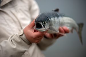 На Камчатке увеличат финансирование исследований лососёвых видов