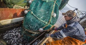 Охотоморская минтаевая путина стартовала на Камчатке