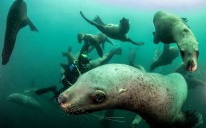 Росрыболовство согласилось усилить охрану морских млекопитающих