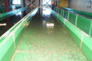 Рыбоводные заводы Камчатки выпустят почти 40 млн мальков лосося