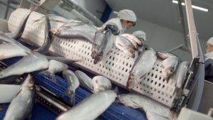 На Камчатке необходимо развивать глубокую переработку рыбы