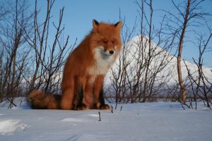 На Камчатке снова снимают кино об обитателях заповедника