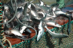 Ученые: ареал тихоокеанских лососей смещается на север