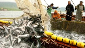 В этом году Камчатку ожидают хорошие подходы лососей