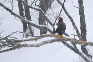 На Курильском озере исследуют зимующих белоплечих орланов