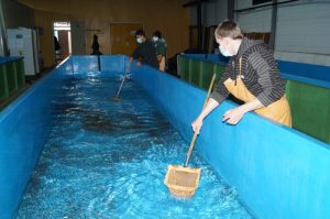 Мальков нерки на Малкинском заводе учат жить в реке