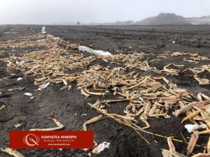 Останки крабов усеяли Халактырский пляж на Камчатке