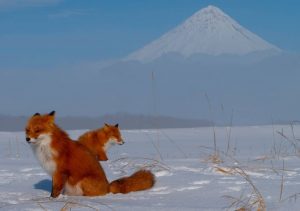 Камчатских лисиц снимут в документальном фильме