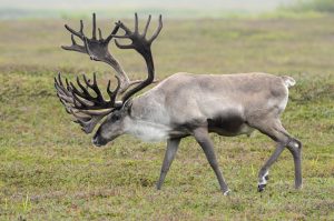 Уникальные северные олени на Камчатке нуждаются в защите