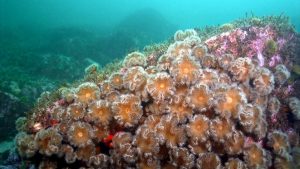 Массовая гибель морской фауны на Камчатке не была антропогенной