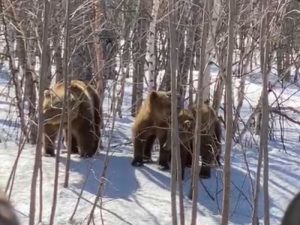 На Камчатке медведи начинают выходить &laquo;в люди&raquo;