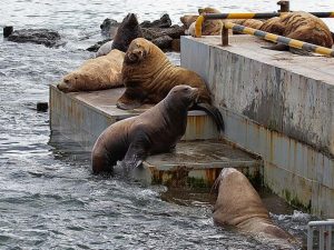 Камчатских сивучей возьмут под защиту с помощью новой службы