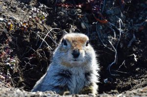 На Камчатке просыпаются евражки