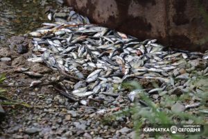 КамчатНИРО: колюшка в Култучном озере погибла из-за мусора