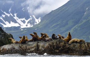 На Камчатке запретили преследовать сивучей и морских котиков