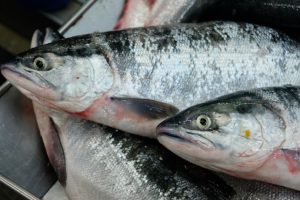 В 2021 году вылов лососей на Камчатке превысил 360 тысяч тонн