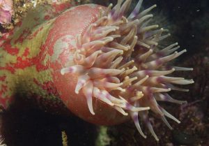 После массовой гибели гидробионтов экосистема Камчатки восстанавливается