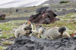На Камчатке скоро откроется самый спорный сезон охоты &ndash; на евражку