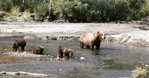 На юге Камчатки медведи предпочитают красную икру