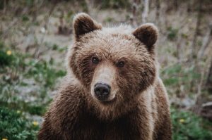 Медведи на Камчатке: уничтожать нельзя соседствовать