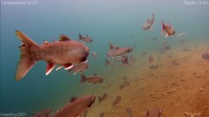 Учёные наблюдают за нерестом нерки в Курильском озере