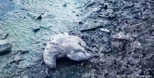 На берегу камчатского озера обнаружили погибших птиц