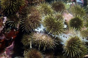 На Камчатке обнаружили новые неизвестные токсины