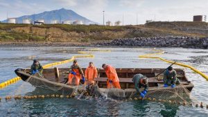 Экспорт рыбы и рыбопродуктов с Камчатки вырос в три раза