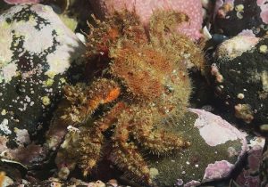 Год без красного прилива: экосистема Авачинского залива восстанавливается