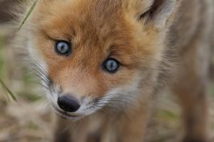 На Камчатке завершается работа над фотокнигой о лисицах