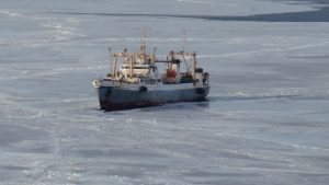 Запасы минтая вызывают тревогу у камчатских ученых