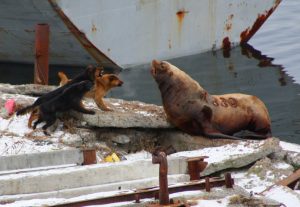 Лежбище сивучей в бухте Моховой оградили от посетителей